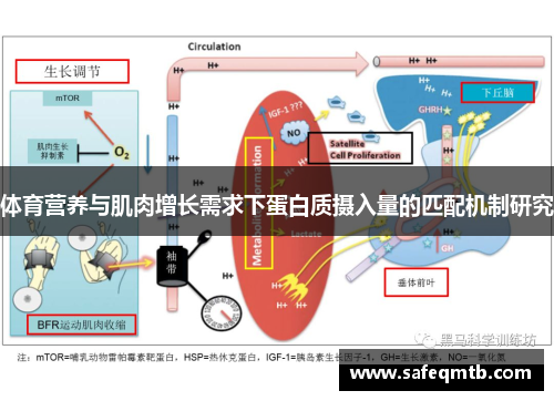 体育营养与肌肉增长需求下蛋白质摄入量的匹配机制研究